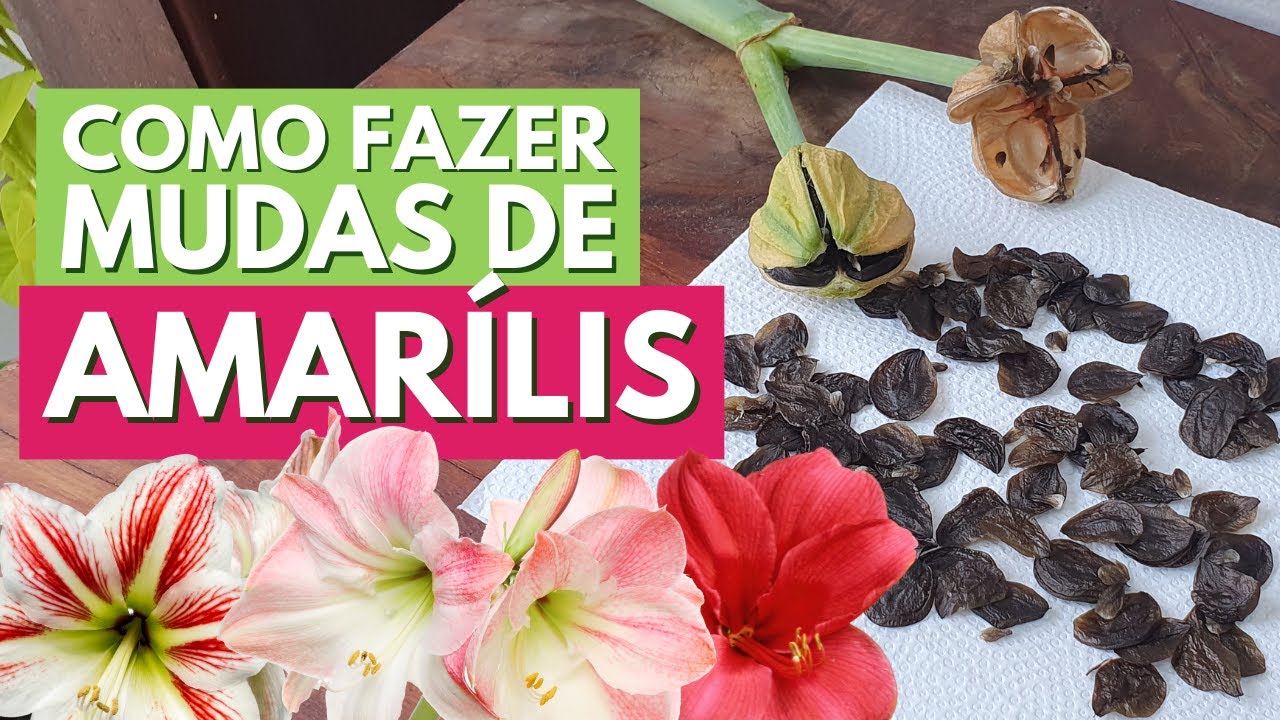 COMO FAZER MUDAS DE AMARÍLIS ATRAVÉS DAS SEMENTES! DA POLINIZAÇÃO DAS FLORES À SEMEADURA!