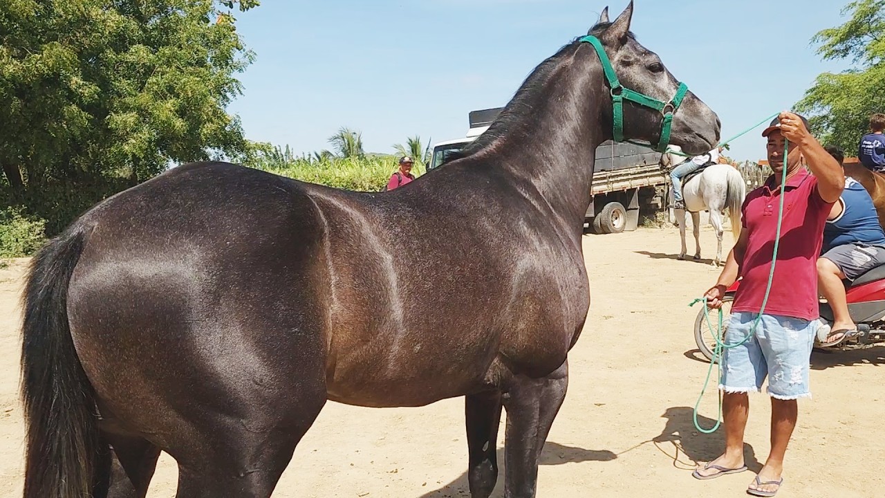 FEIRA DE CAVALOS EM ALTINHO-PE  08-11-2025 