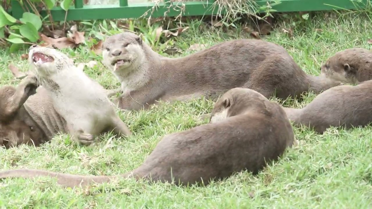 Smooth Coated Otter family playing - marking territory and grooming 