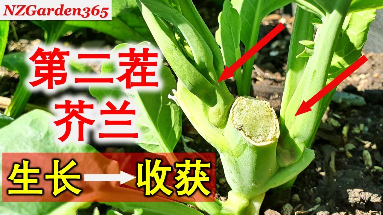 芥兰第二茬生长揭秘！到底能长多大？产量高吗？