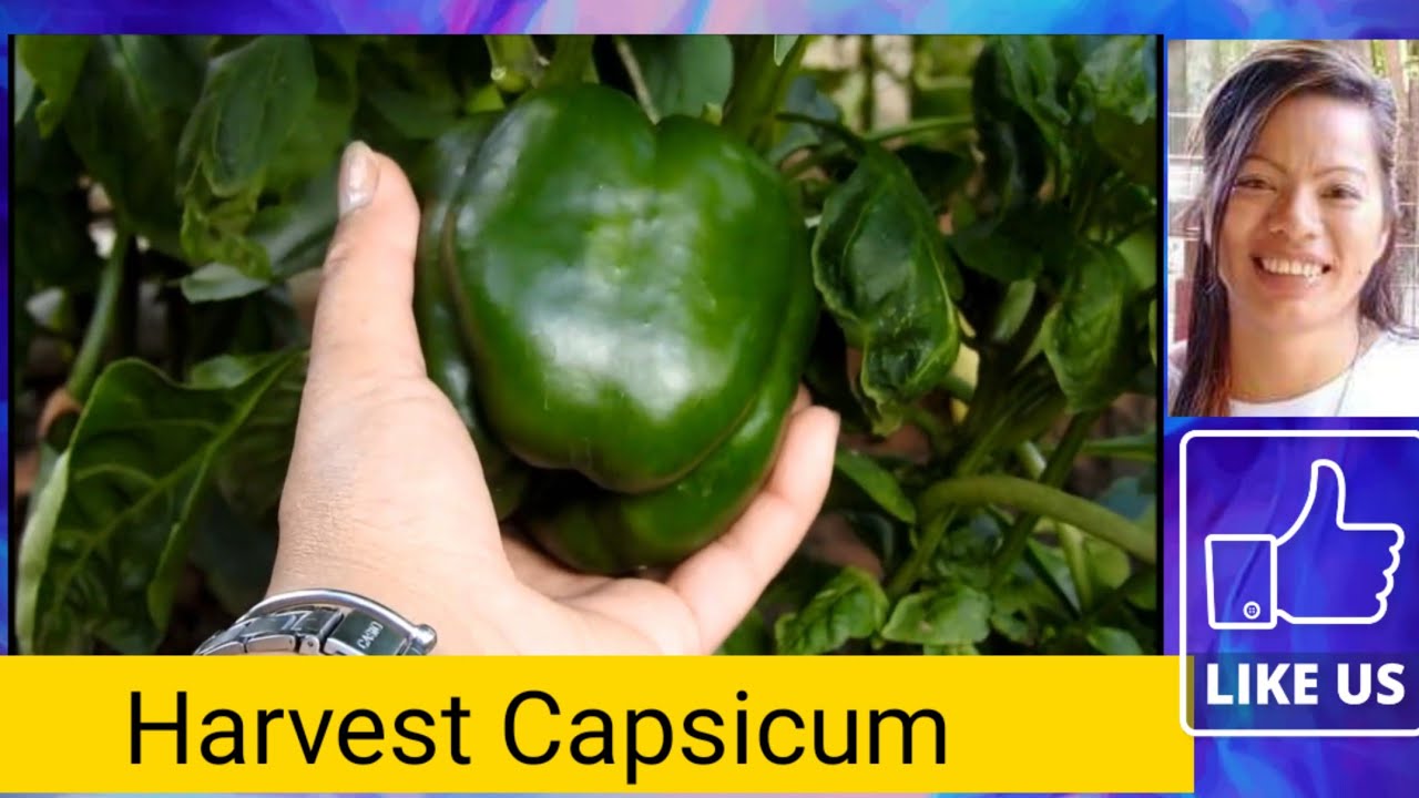 Harvest Capsicum