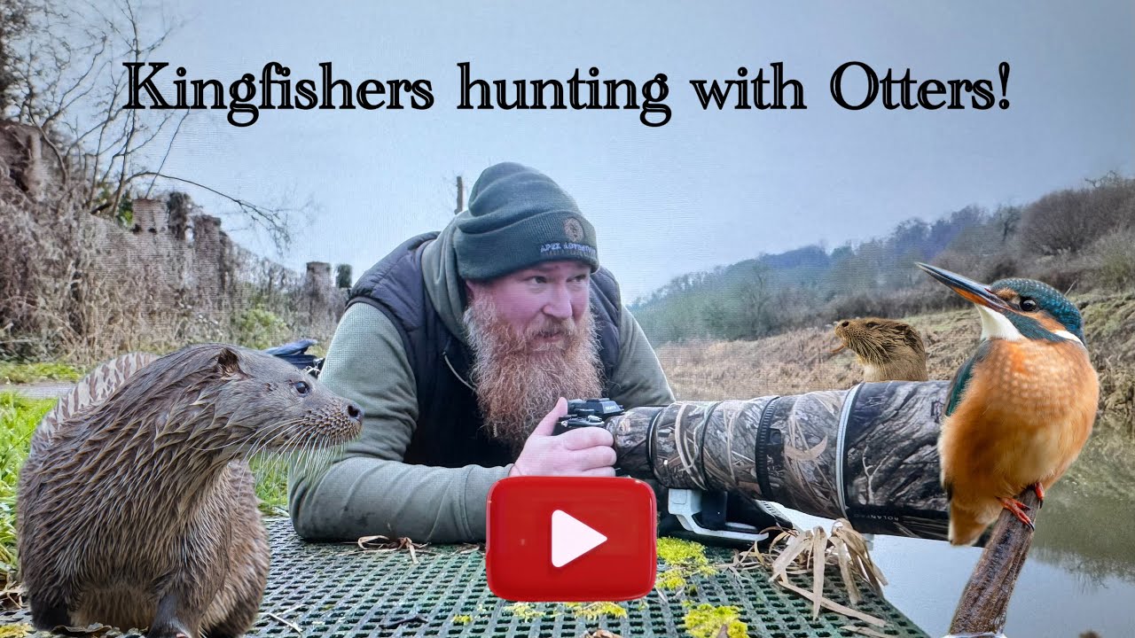 The Kingfisher and the Otter