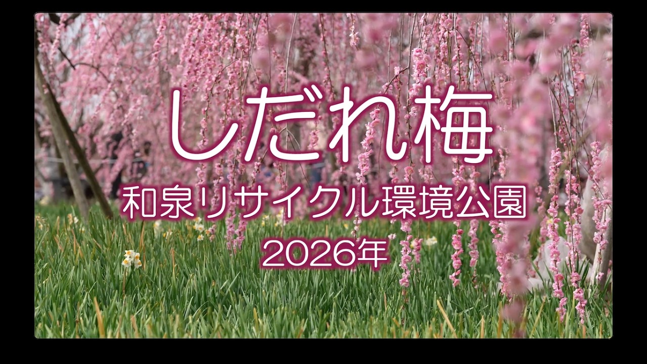 しだれ梅が美しい「和泉リサイクル環境公園」2026年