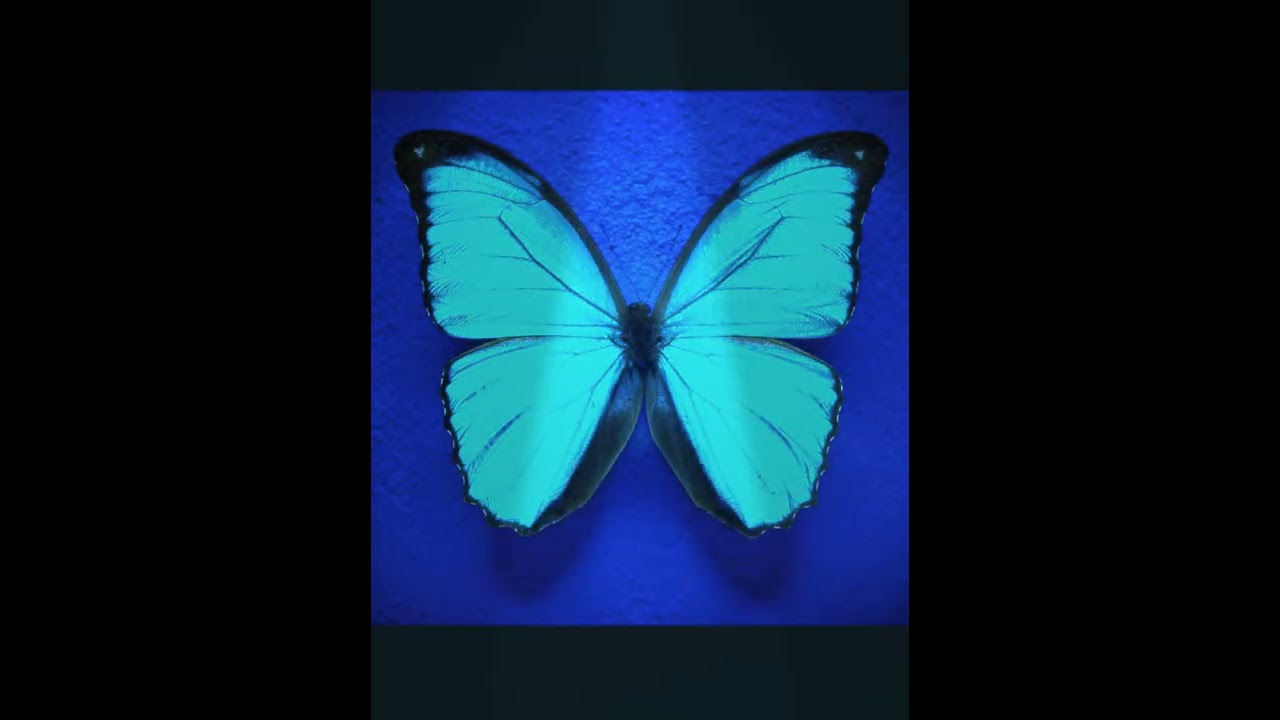 Butterfly/Farfisa-Remix - Amedeo Ottaviano (Original Mix)