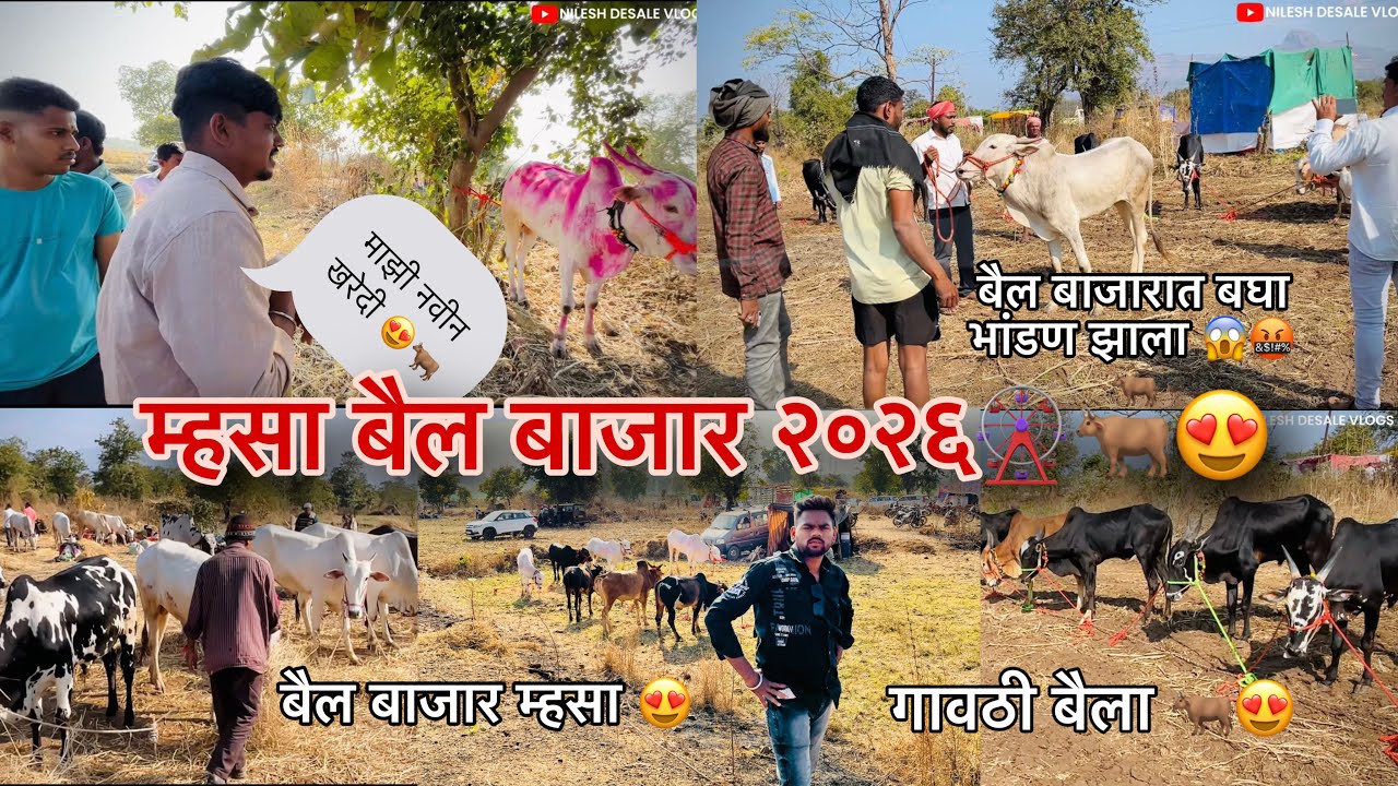 म्हसा मुरबाड बैल बाजार 2026 आज पासून तयारी सुरू 😍🎡/  mhasa yatra 2026 #mhasa #bailbazar @nil_kkc_491