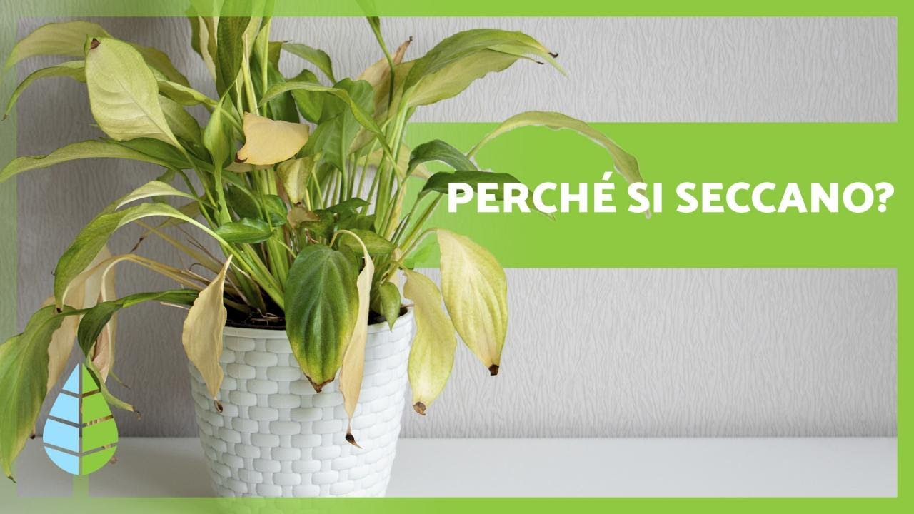 Perch&eacute; si SECCANO le PUNTE delle FOGLIE delle PIANTE?🌿 (5 motivi)