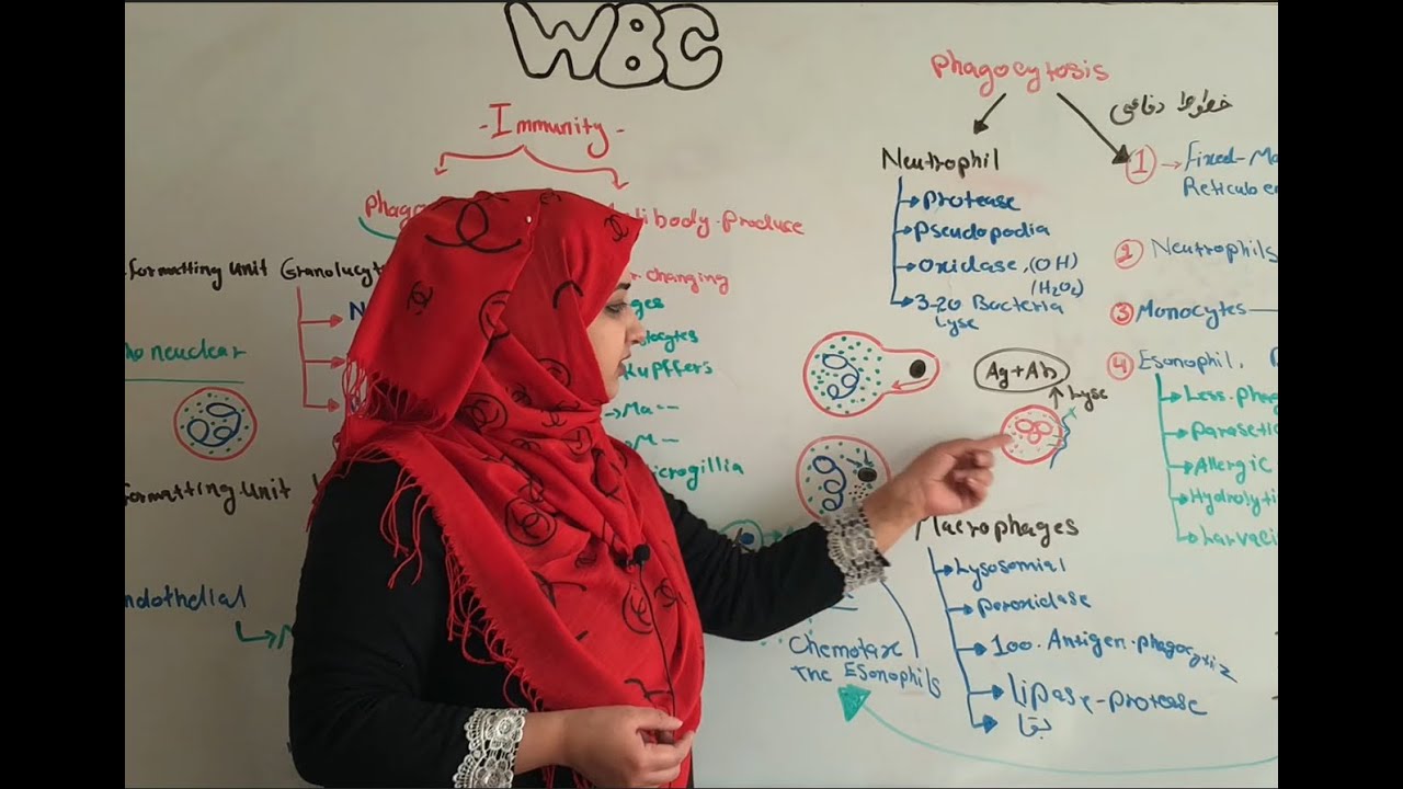 WBC function and its role in body immunity_ 43_ وظیفه کرویات سفید خون و رول آن در معافیت بدن