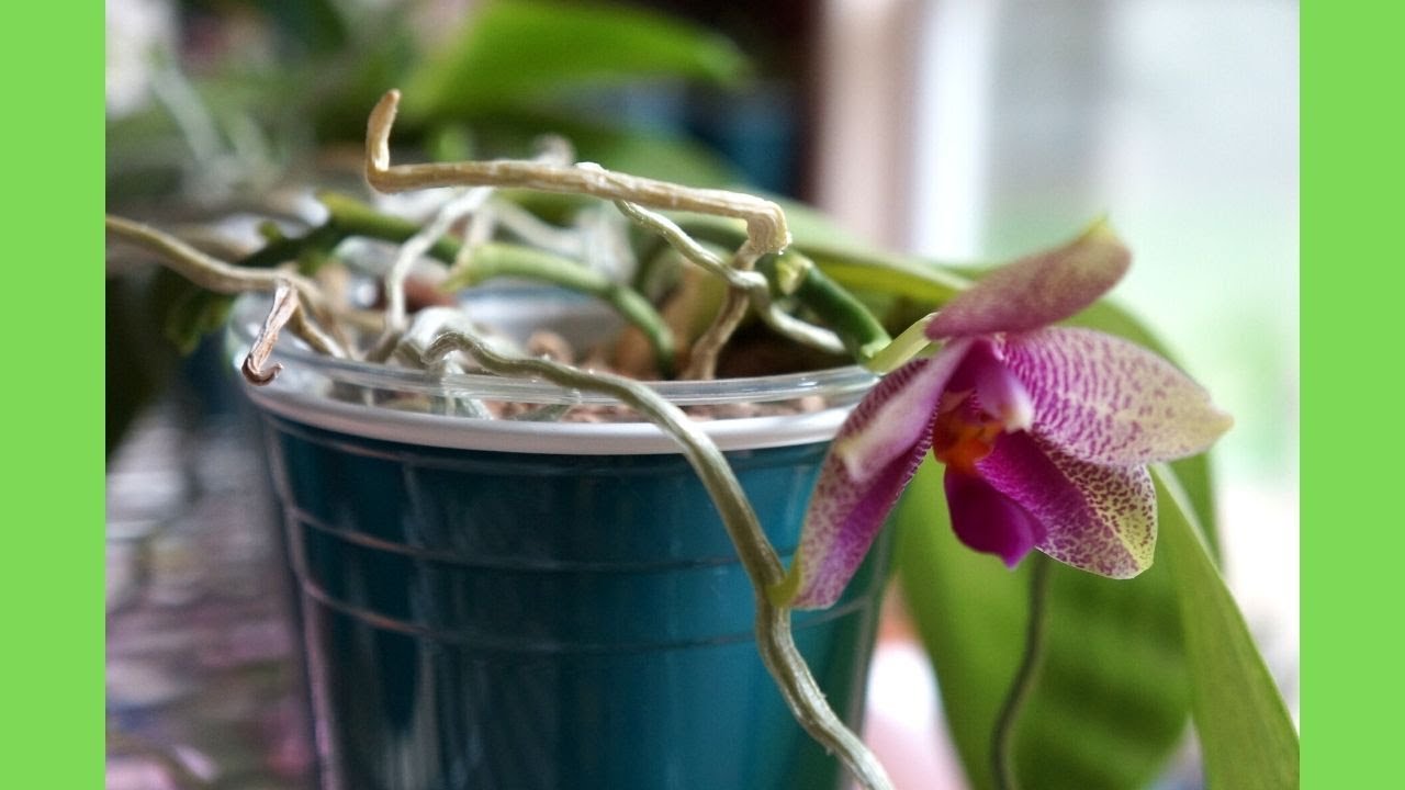 Updates on Phalaenopsis Gigabell (gigantea x bellina) in Semi Hydroponics | Orchid Care Tips
