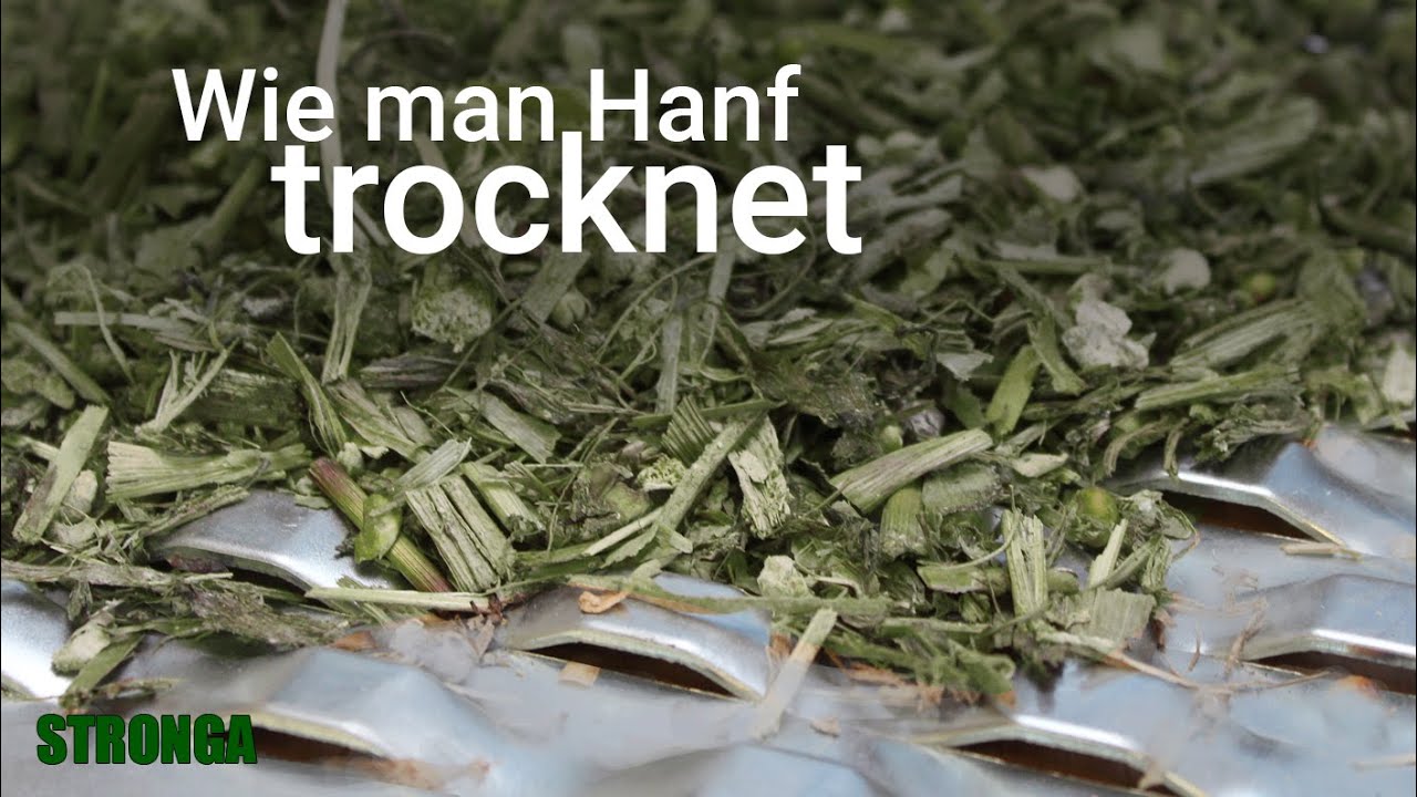 Hanf ernten, trocknen & extrahieren - Hanf Trocknen mit Stronga