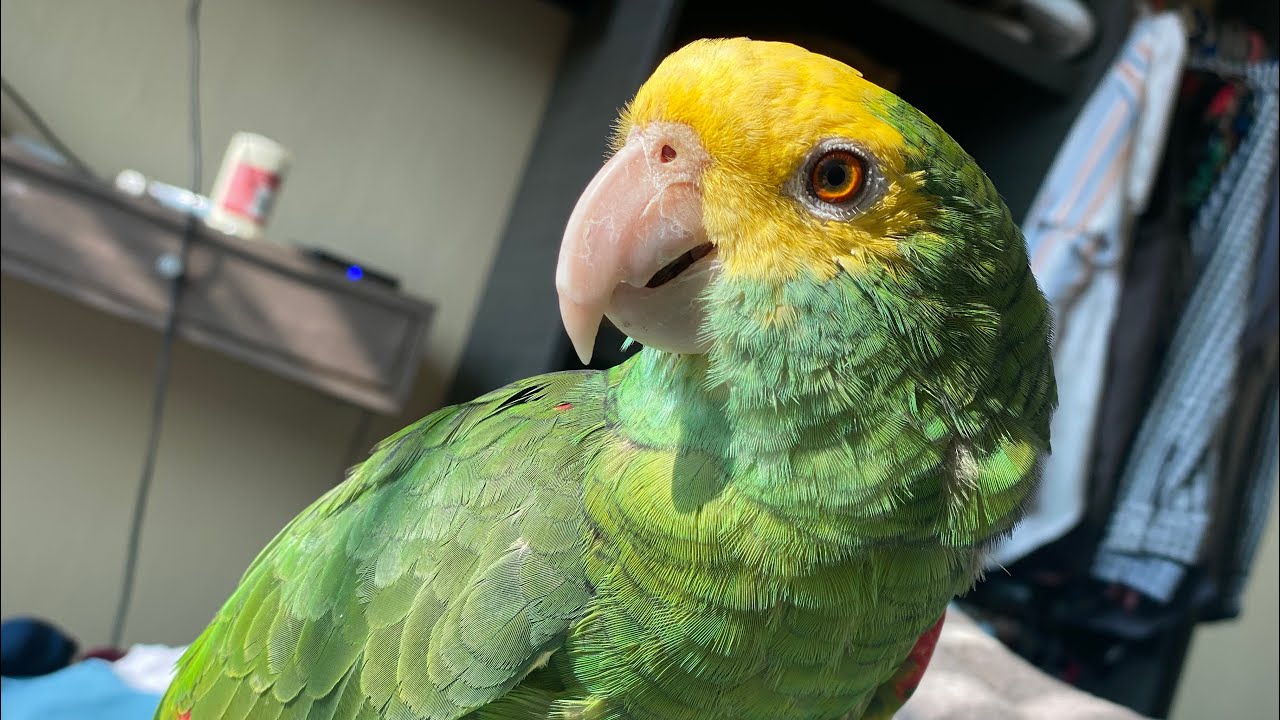 Como  identificar un loro amazonas oratrix | loro cabeza amarilla |  3 Marias | Alan Stom