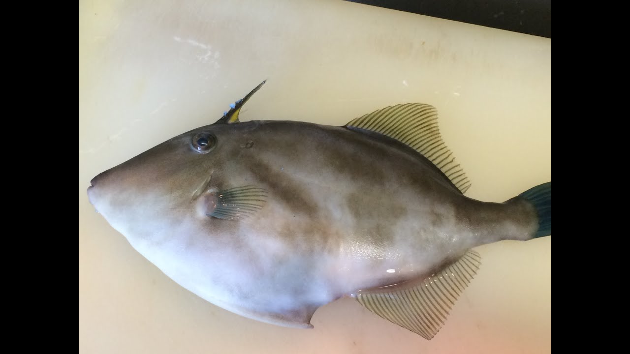 【ウマヅラハギ】さばき方（仕事風景）肝のはづし方必見★こんなに立派な　肝　見た事無かった！