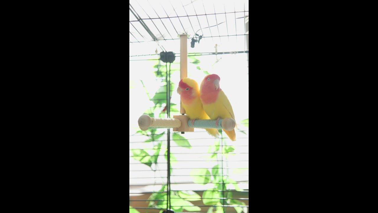 🦜 Gentle Parrot Day | Cozy Live