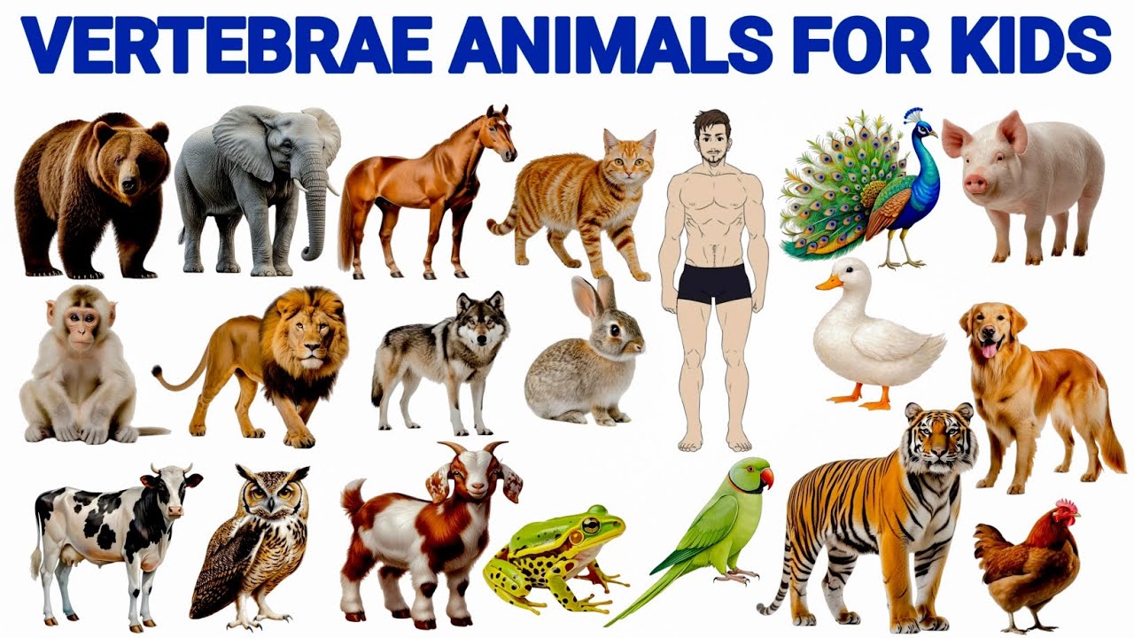 20 Vertebrate Animal Names For Kids | Animal Sounds & Names | Learn English with Fun with Animation 