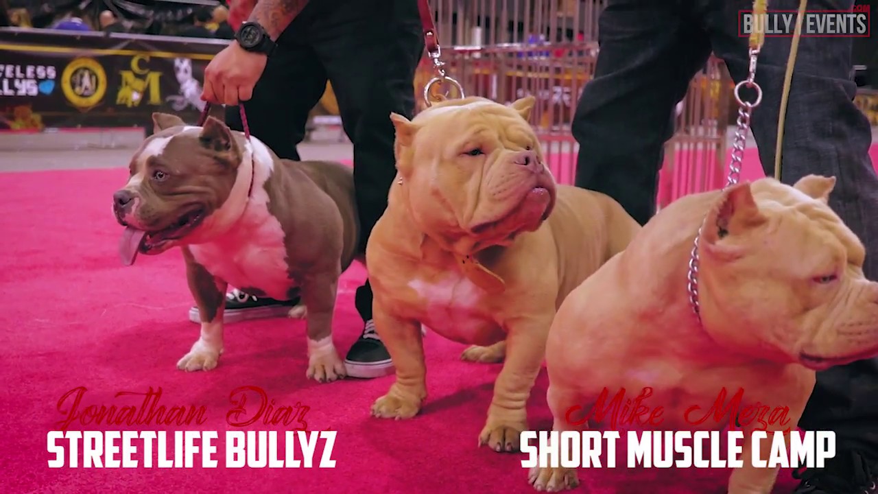 Streetlife Bullyz & Short Muscle Camp (West Coast Bully Expo 3)