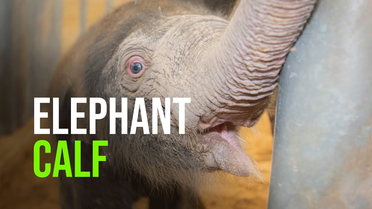 Bouncing Baby Boy Elephant, Teddy, Born At The Houston Zoo