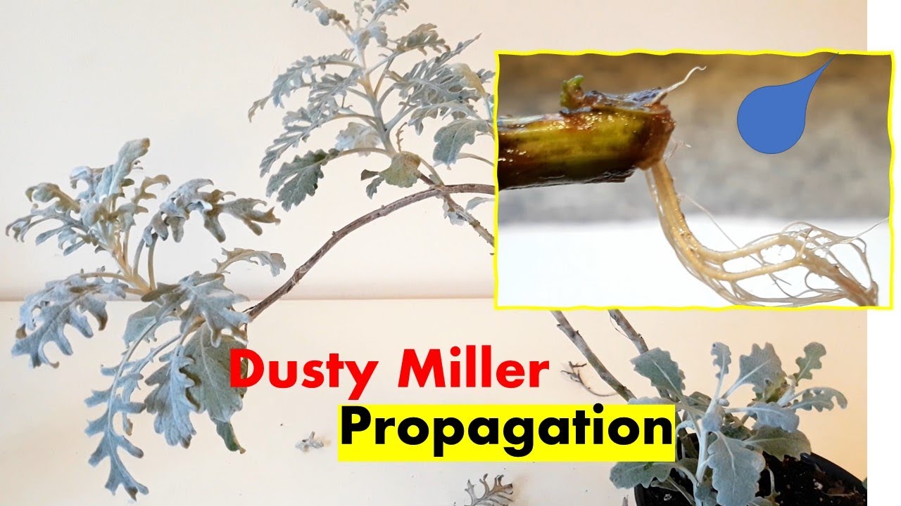 Dusty Miller Plant Propagation in water and soil(result):cutting /rooting/grow: 백묘국 번식/백묘국 물꽂이 방법