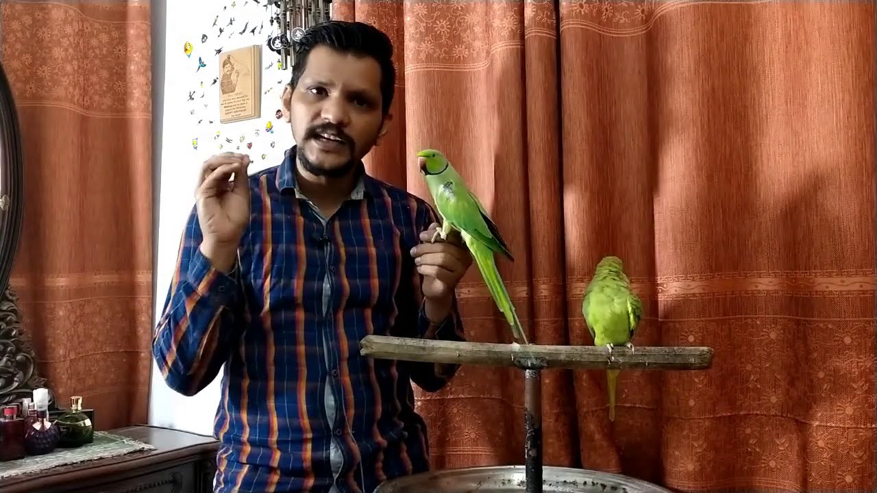 Why Parrot Moult or Loose feather? | Part-2 | Urdu / Hindi | PBI Official