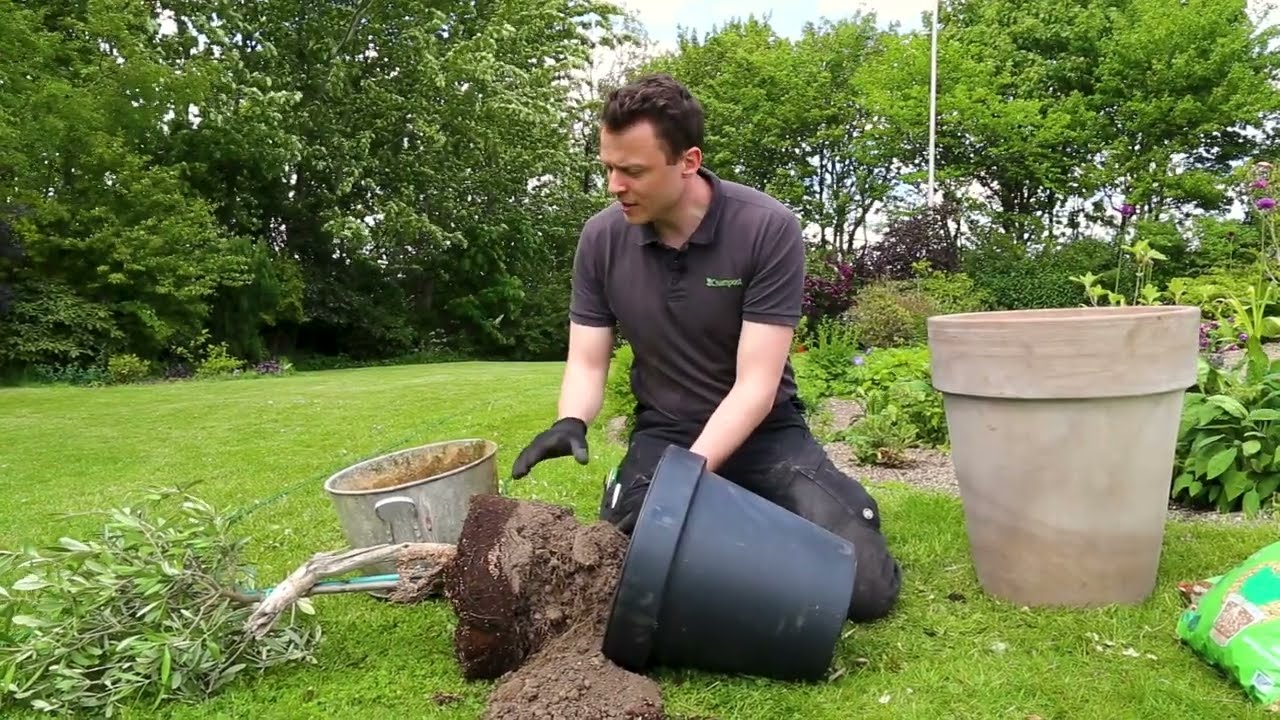 Henrik planter et oliventræ i en krukke med spagnumfri krukkejord