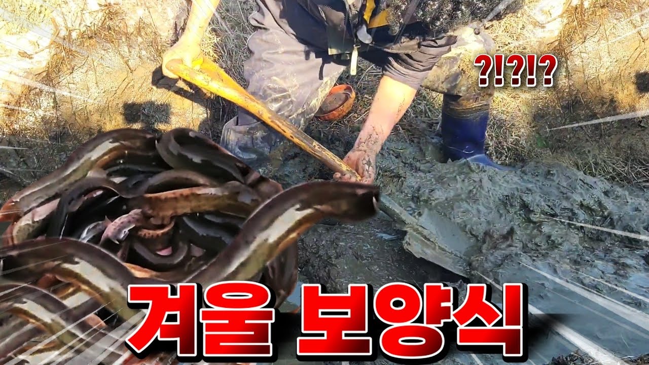 귀한 겨울 보양식을 직접잡아서 통으로 먹어보자