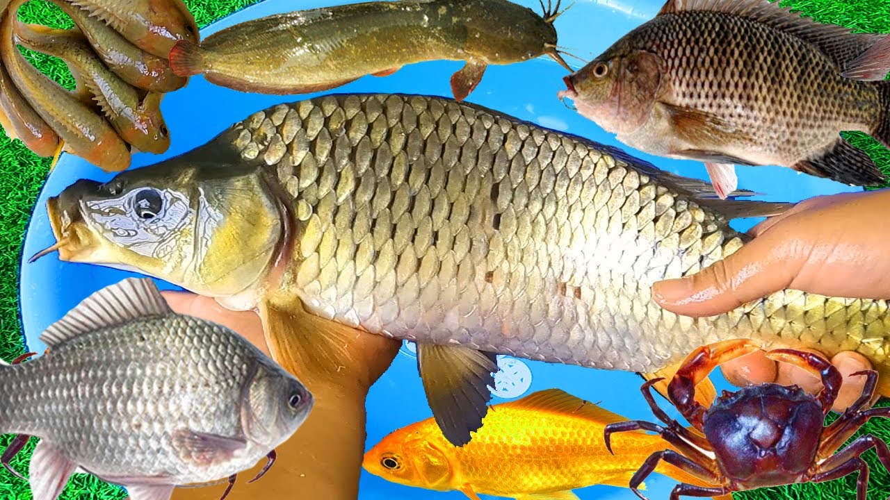 Con Gì Đây - Cá Chép, Cá Quả, Cá Vàng, Cá Rô Đồng, Cá Trê, Các Loại Cá Sông  - Động vật dễ thương