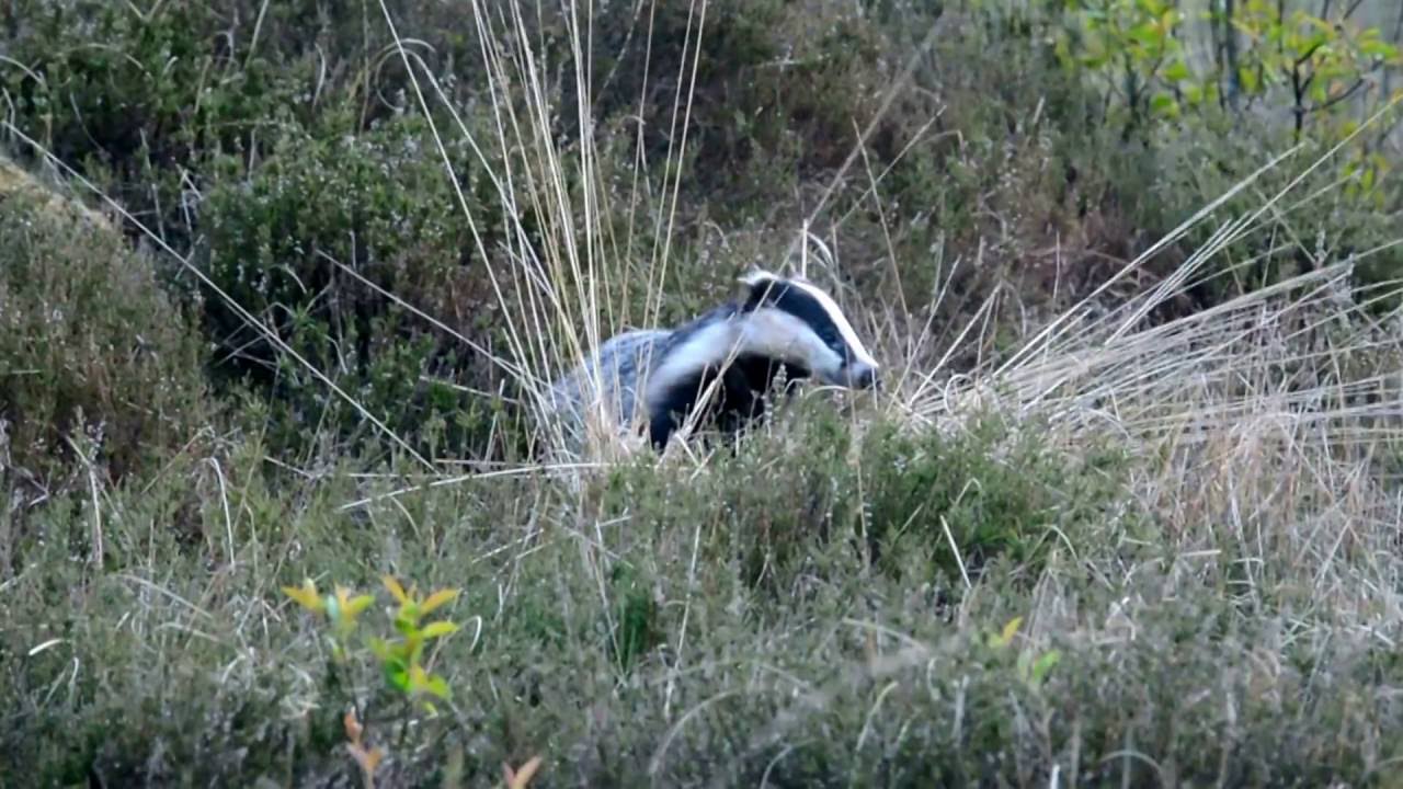 Gr&aelig;vling samler gr&aelig;s til hulen 2