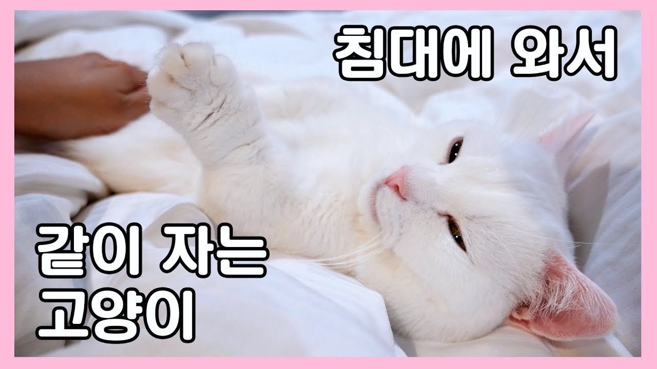 주인이 자러가면 침대로 와서 같이 자는 고양이 😍 개냥이 꼬부기