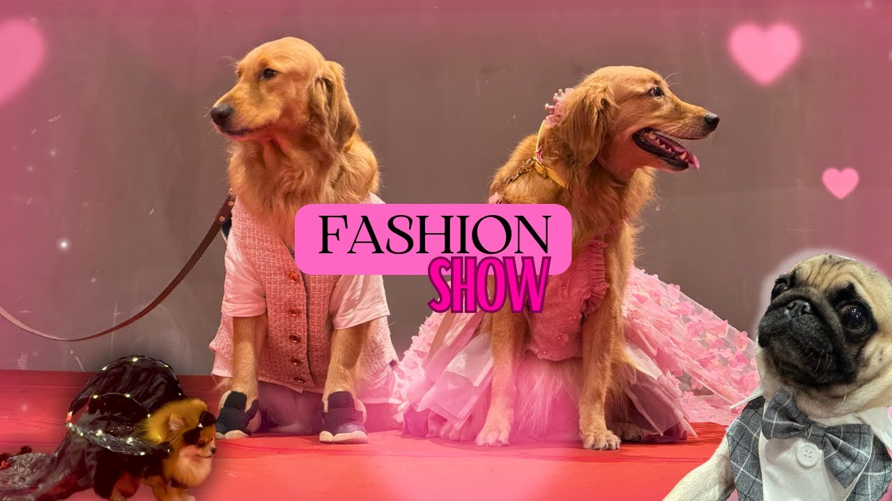 GMBB Malaysia Dogs Fashion Event! Pawsitively Stylish! Fur Babe Couture Fashion Show In Kuala Lumpur