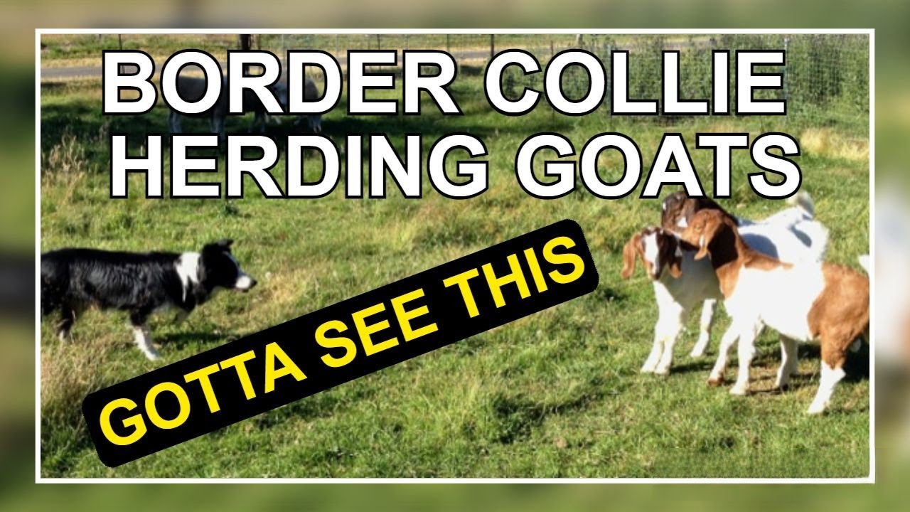 Amazing Border Collie - How To Herd Goats #BorderCollie