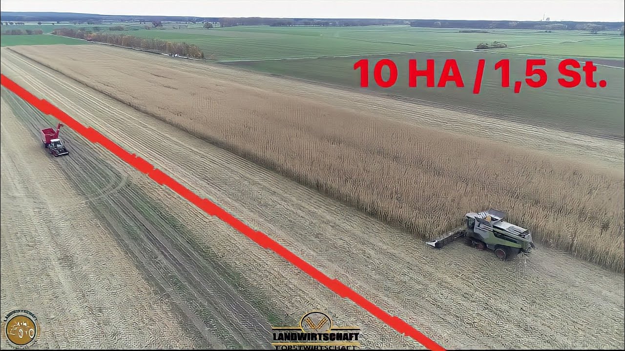 Der 16 Reiher Maispflücker macht Kurzen Prozess bei dem 10 HA Schlag LU Westhoff Körnermais Dreschen