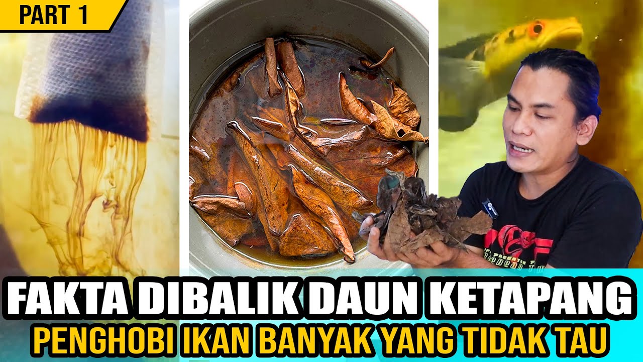 JANGAN ASAL PAKAI..!! Tes uji kelayakan daun ketapang untuk perawatan ikan Part 1