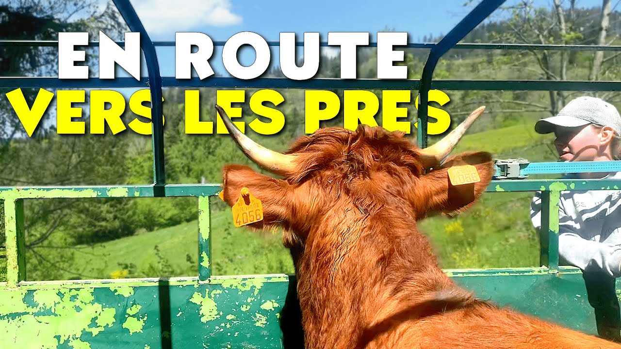 ON SORT LES VACHES 🥳🥳
