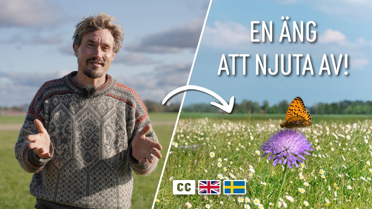 Att anlägga en äng: Vad är egentligen viktigt? | Enkel guide