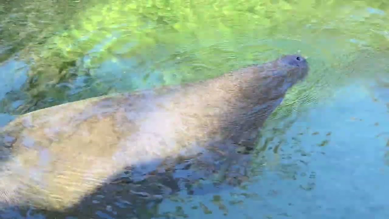 Blue Springs State Park on December 31 2025  in 4K with over 500 manatees and also birds and fish