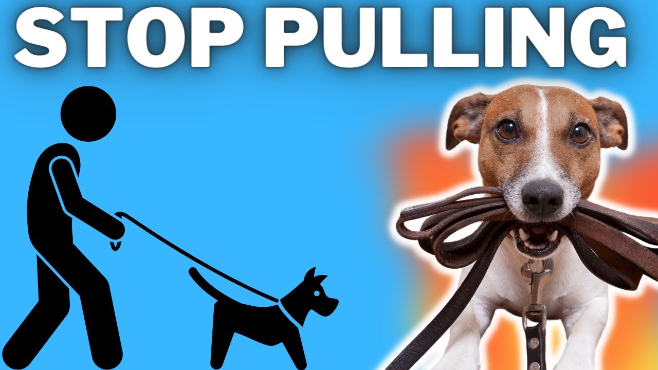 Stop Pulling: Walking A Jack Russell Terrier Correctly (Luna and I Break It Down)