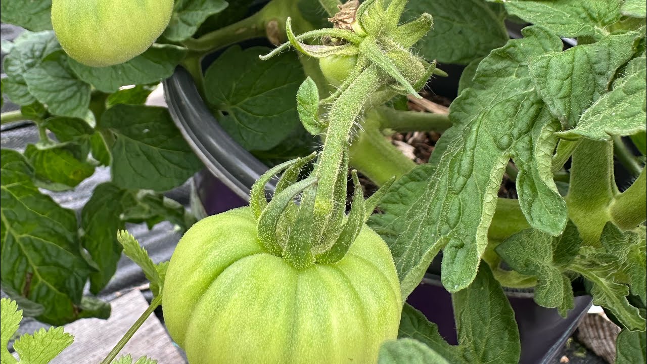Hydroponic Rain Gutter Grow System @Hoocho