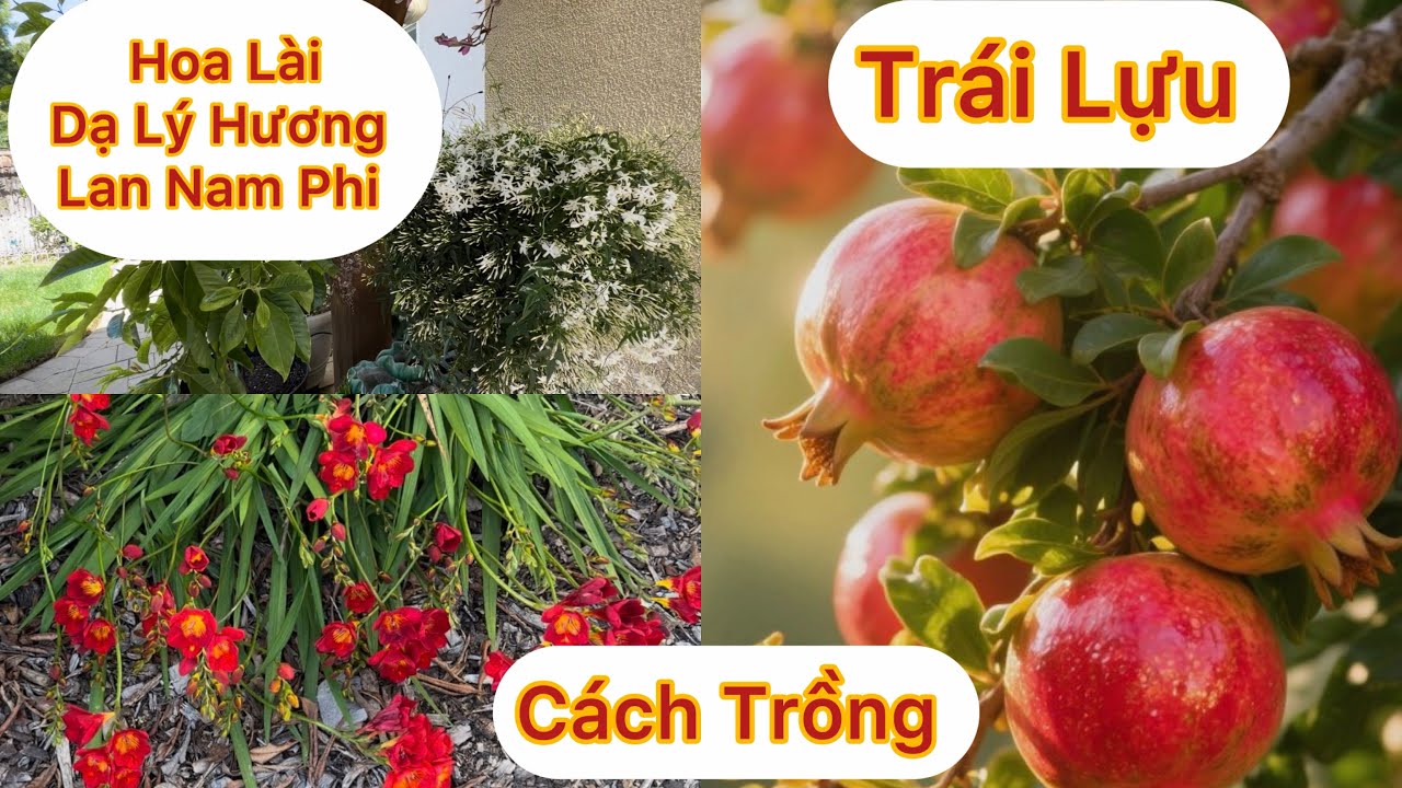 Tập 1971:Cách Trồng Cây Lựu Hay Trồng Loại Hoa Thơm Nhất Dạ Lý Hương, Hoa Lài ,Hoa Lan Nam Phi 