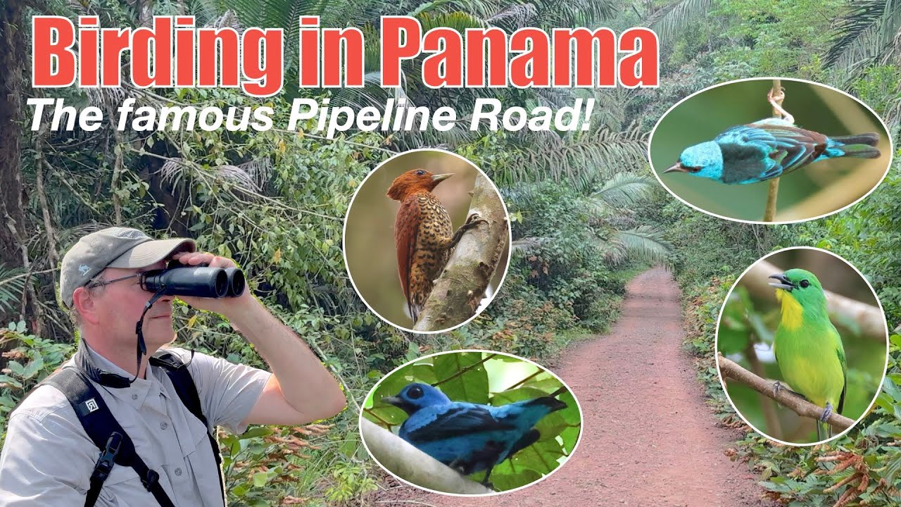 Birding Pipeline Road in Panama with a guide!  Panama birding Episode 4