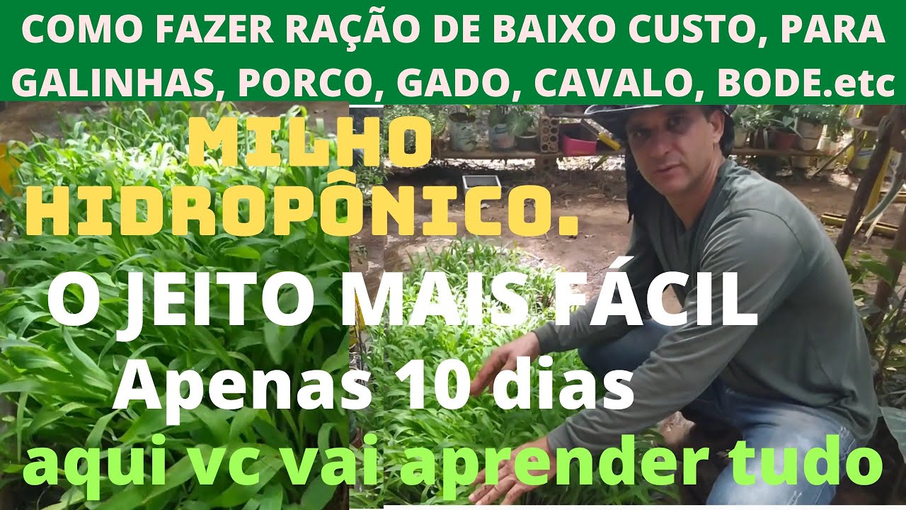 COMO PLANTAR MILHO HIDROPÔNICO. O JEITO MAIS FÁCIL DE FAZER (Apenas 10 dias)