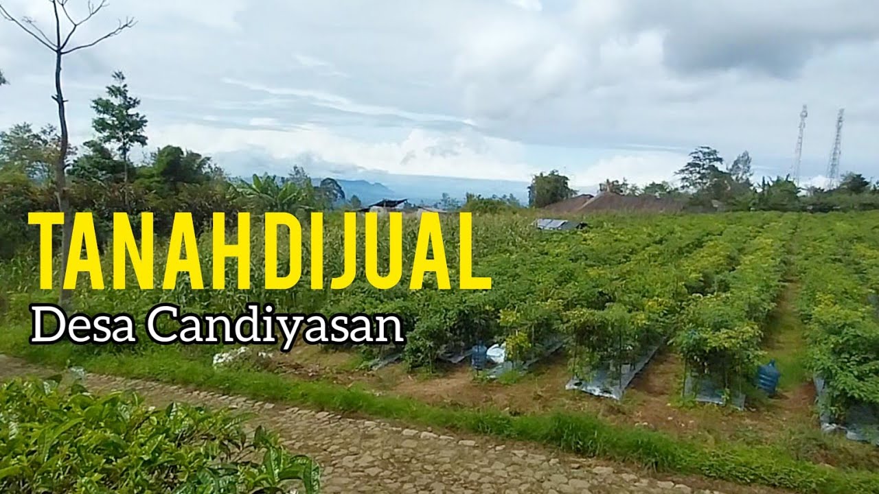 Tanah Dijual di Desa Candiyasan Wonosobo Akses Mobil View Kebun Teh