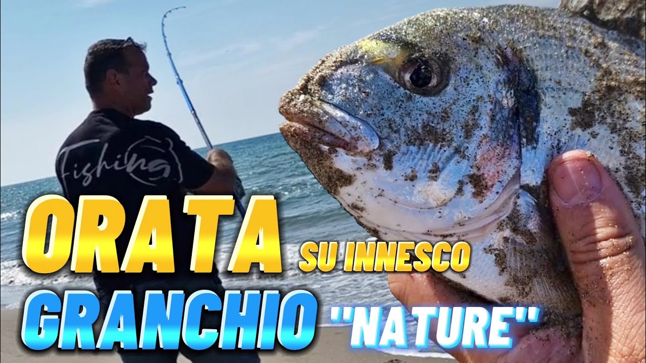 Orata su innesco 