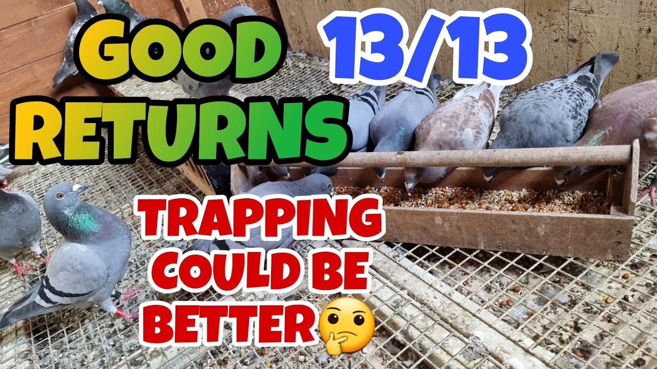 WE REALLY NEED TO GET THIS TRAPPING SORTED OUT🙄|PIGEON RACING UK|YORKSHIRE PIGEON RACING