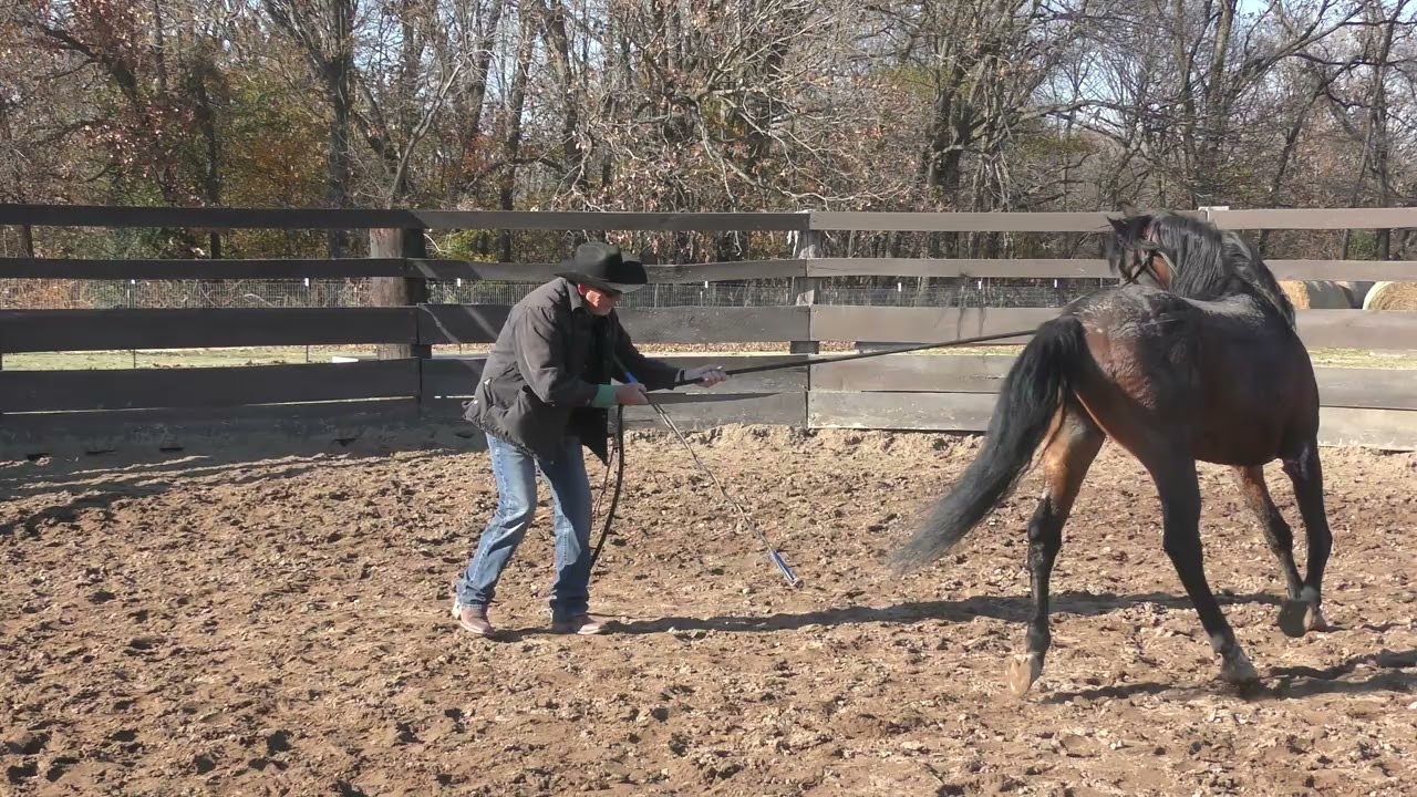 Aequitas  Untrained Arabian Stallion  Part 2  Beginning Ground Work