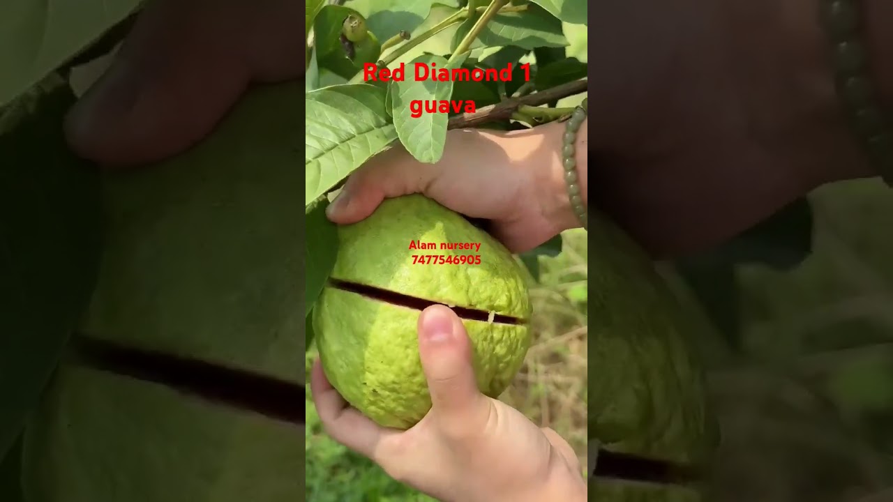 Red Diamond 1 guava farming new Thailand Veraity guava #reddiamondguava #fruit #agriculture