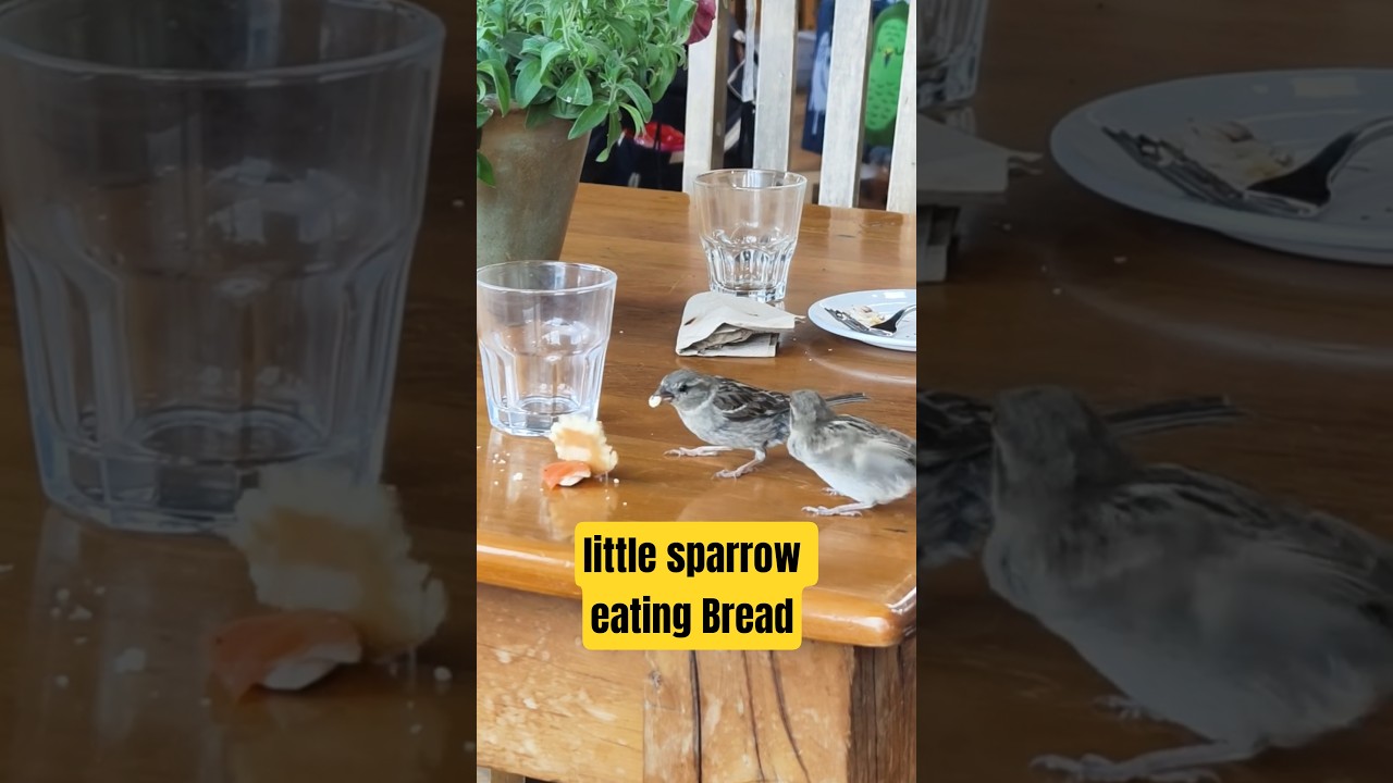 smallest sparrow, most savage eater #animals #shorts