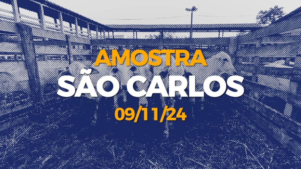 Amostra de Gado | 09/11/2024 - S&atilde;o Carlos | ZT Remates