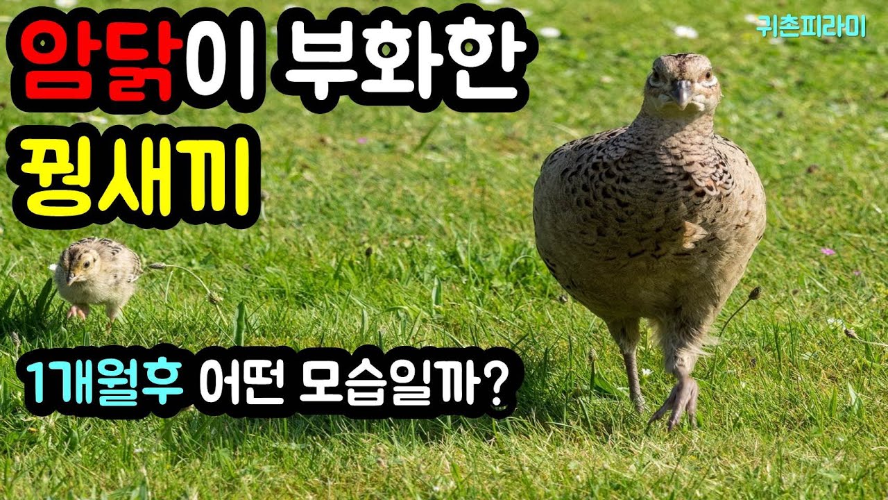 암탉에서 태어난 꺼병이(꿩새끼) 1개월후 모습은 어떨까? [귀촌피라미]