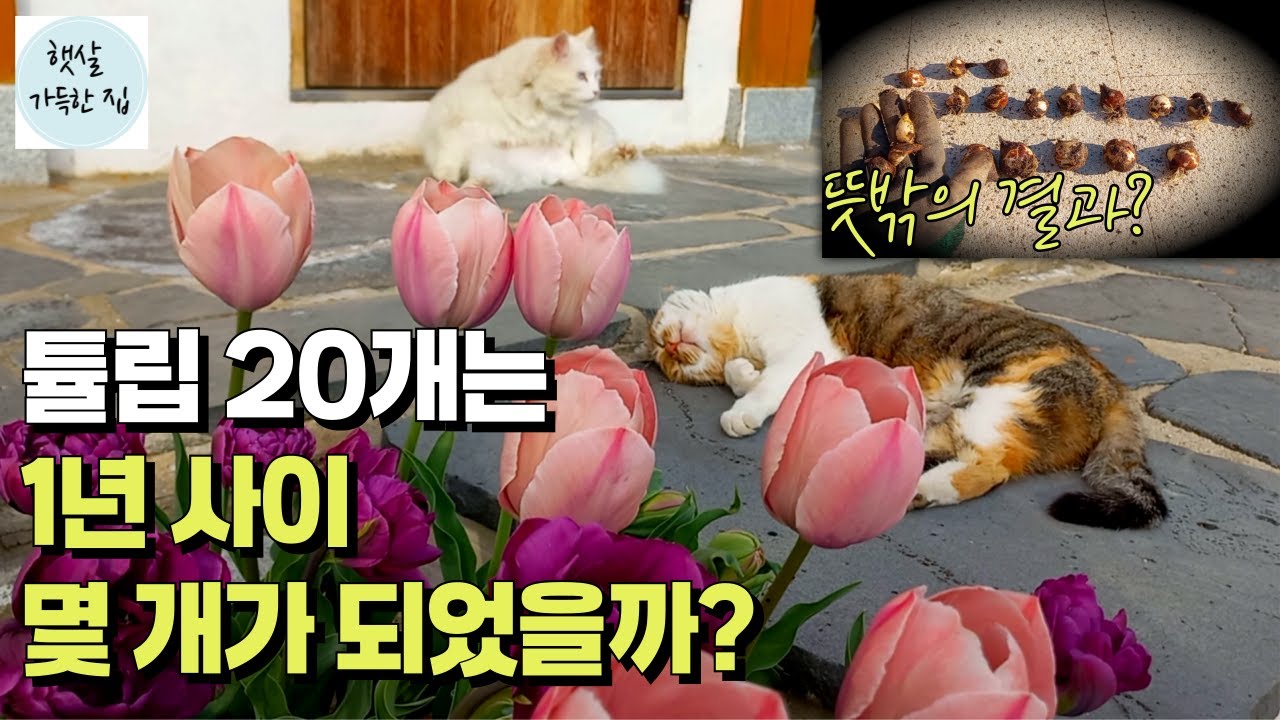 애증의 튤립😊궁금해서 땅을 파봤습니다🌸/Tulip bulbs in a year's time