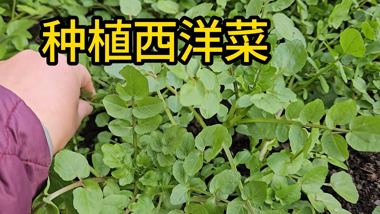 西洋菜种植  第一次学种非常成功  首次采摘分享了种植过程跟简单的烹饪吃法