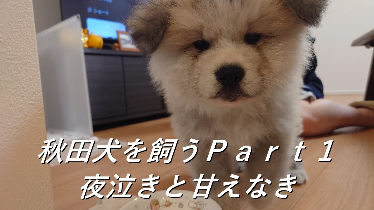 秋田犬を飼う　Part1甘えなきと夜泣き