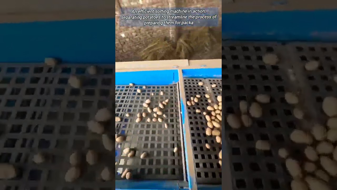 Efficient Potato Sorting process